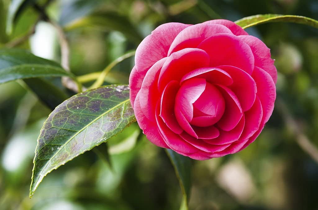 Online Plant Bazar Camellia japonica Camellia Flower Live Plant