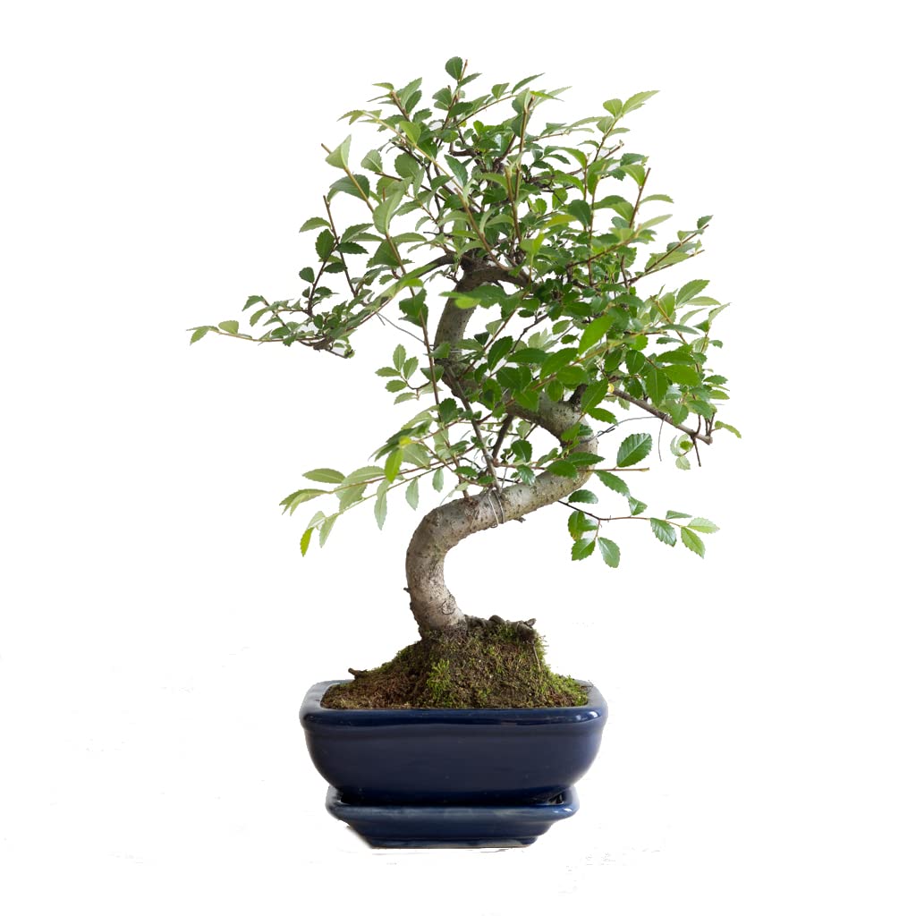 Bonsái Zelkova Parvifolia Natural Árbol Conocido como Olmo Chino