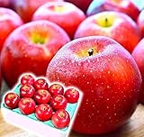 シナノスイート 特徴 甘味 酸味 果汁