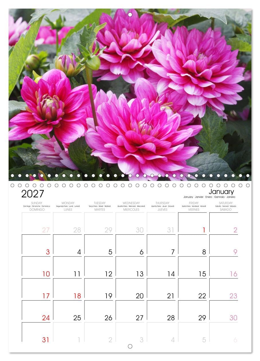 Calendar 2027 · Jardin de dahlias