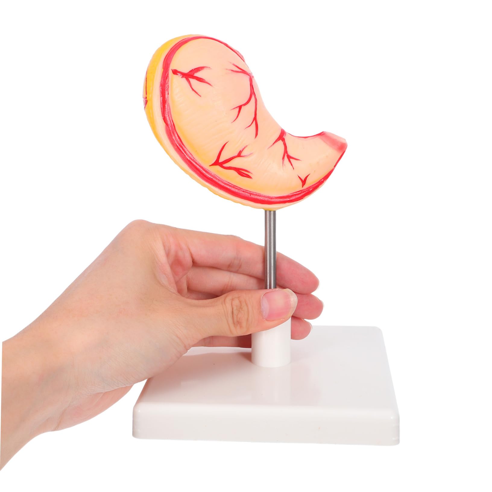 ULTECHNOVO Modello Anatomico Dello Stomaco Per Aula Strumento Didattico Realistico Per e Biologia Materiale Robusto Design Facile Da Montare