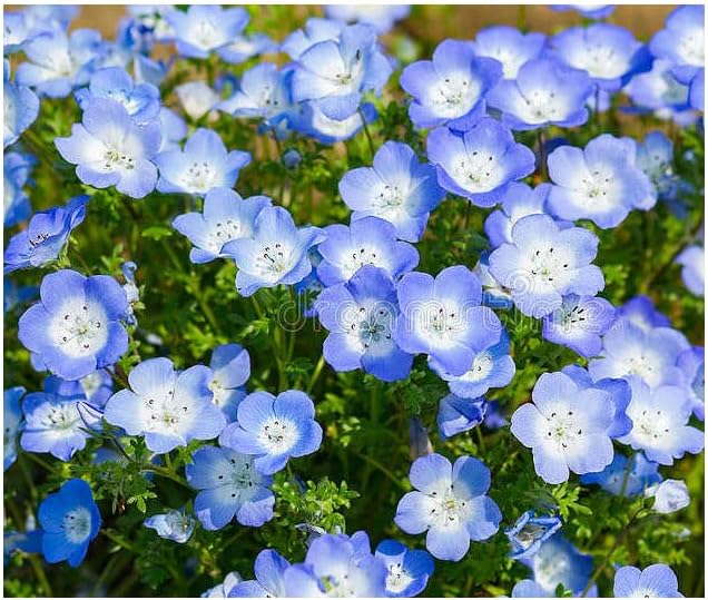 Amazon Com 1500 Baby Blue Eyes Wildflower Seeds California Native Wildflower Nemophila Menziesii Seed Patio Lawn Garden Amazon Com 1500 Baby Blue Eyes Wildflower Seeds California Native Wildflower Nemophila Menziesii Seed Patio Lawn Garden