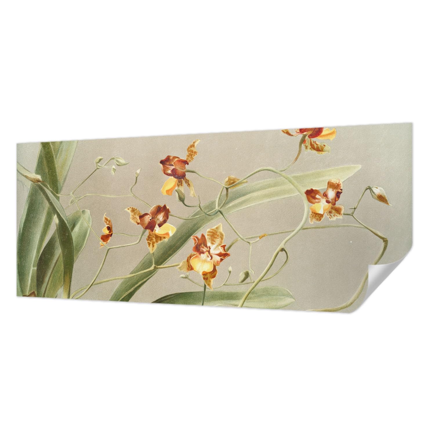 Papier peint autocollant 250x104 cm orchidées classiques pour chambre