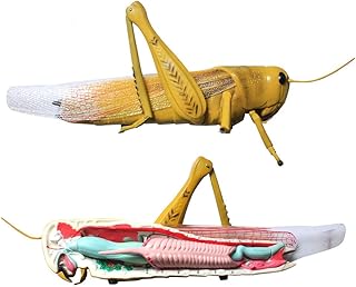 Educational Model Animal Anatomical Model,Anatomical Locust ModelDetachable Learning Resources Anatomy Model Biological Science Teaching Instruments Aids Medical Education Tool,Medical Models SaiFei