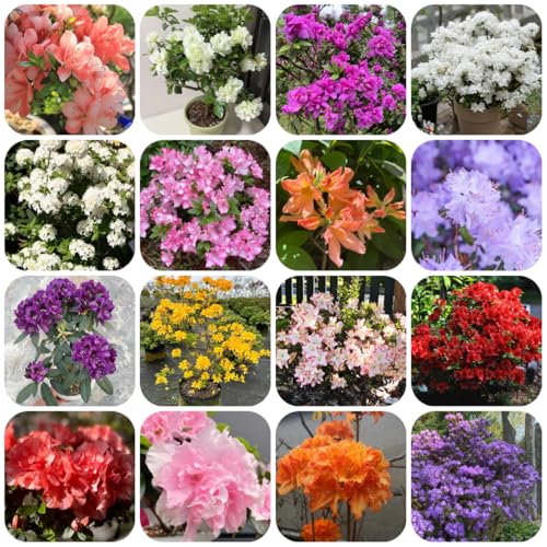semi di azalea rododendro, resistenti da balcone, resistenti vero, arbusti da giardino arbusti perenni giardino, 300pcs