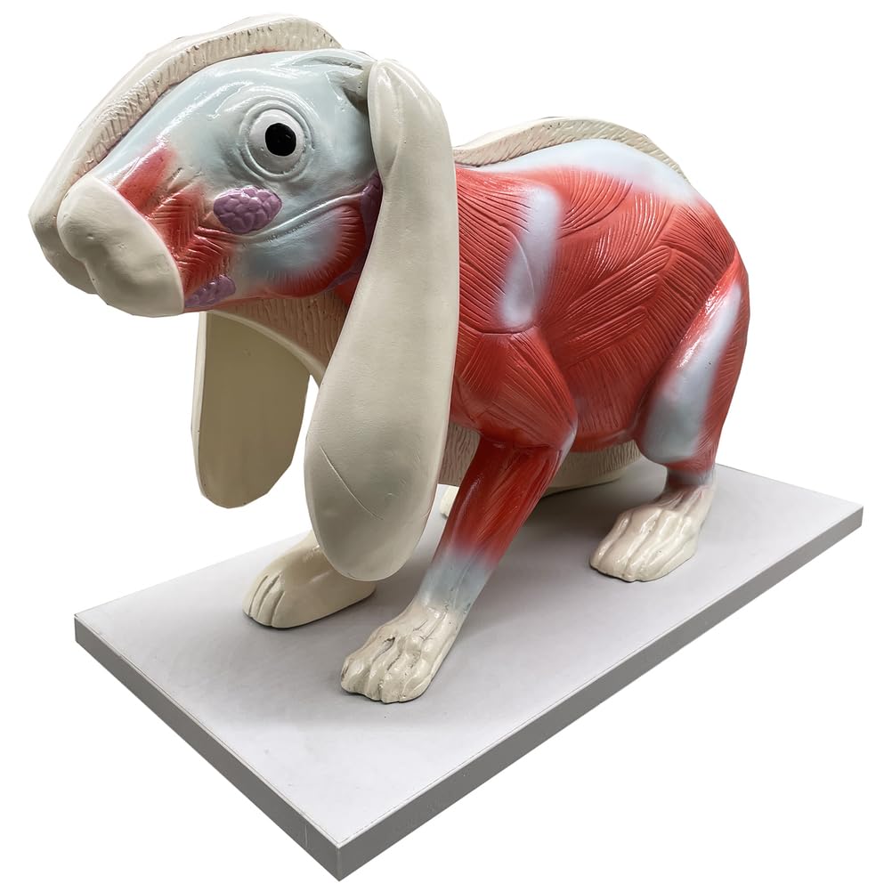 Kaninchen-Anatomie-Modell Torso-Körper-Anatomie-Modell für Medizinstudenten 20-Zoll-abnehmbares Tier-Torso-Anatomiemodell