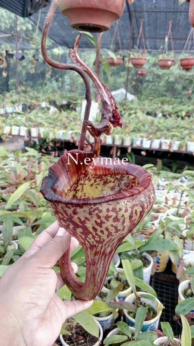 Amazon.co.jp: BE-3736 N. eymae ウツボカズラ 食虫植物 6 : おもちゃ Amazon.co.jp: BE-3736 N. eymae ウツボカズラ 食虫植物 6 : おもちゃ