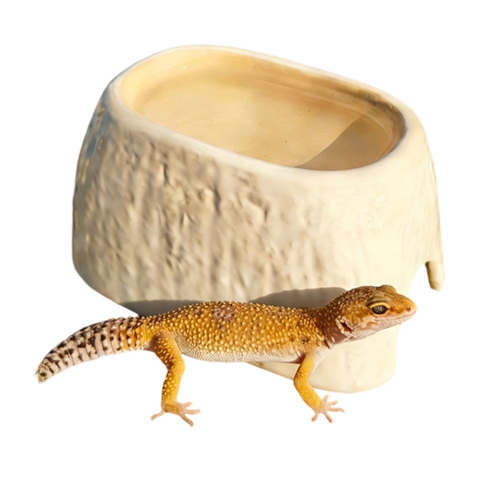 Gecko léopard sans stress avec la cave à serpent anti bactéries pour mue