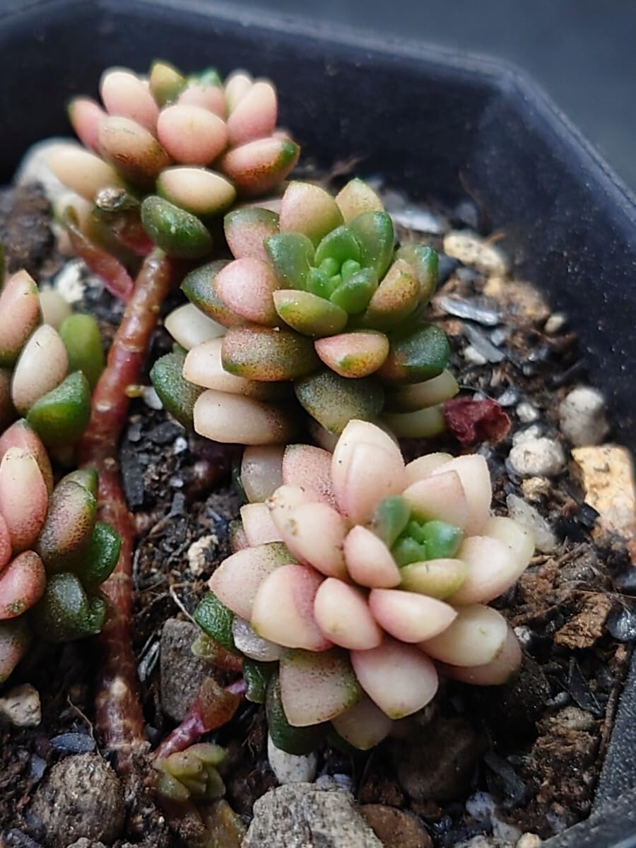 Amazon.co.jp: 多肉植物 韓国苗 リトルジェム錦 : おもちゃ
