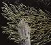 Engravings