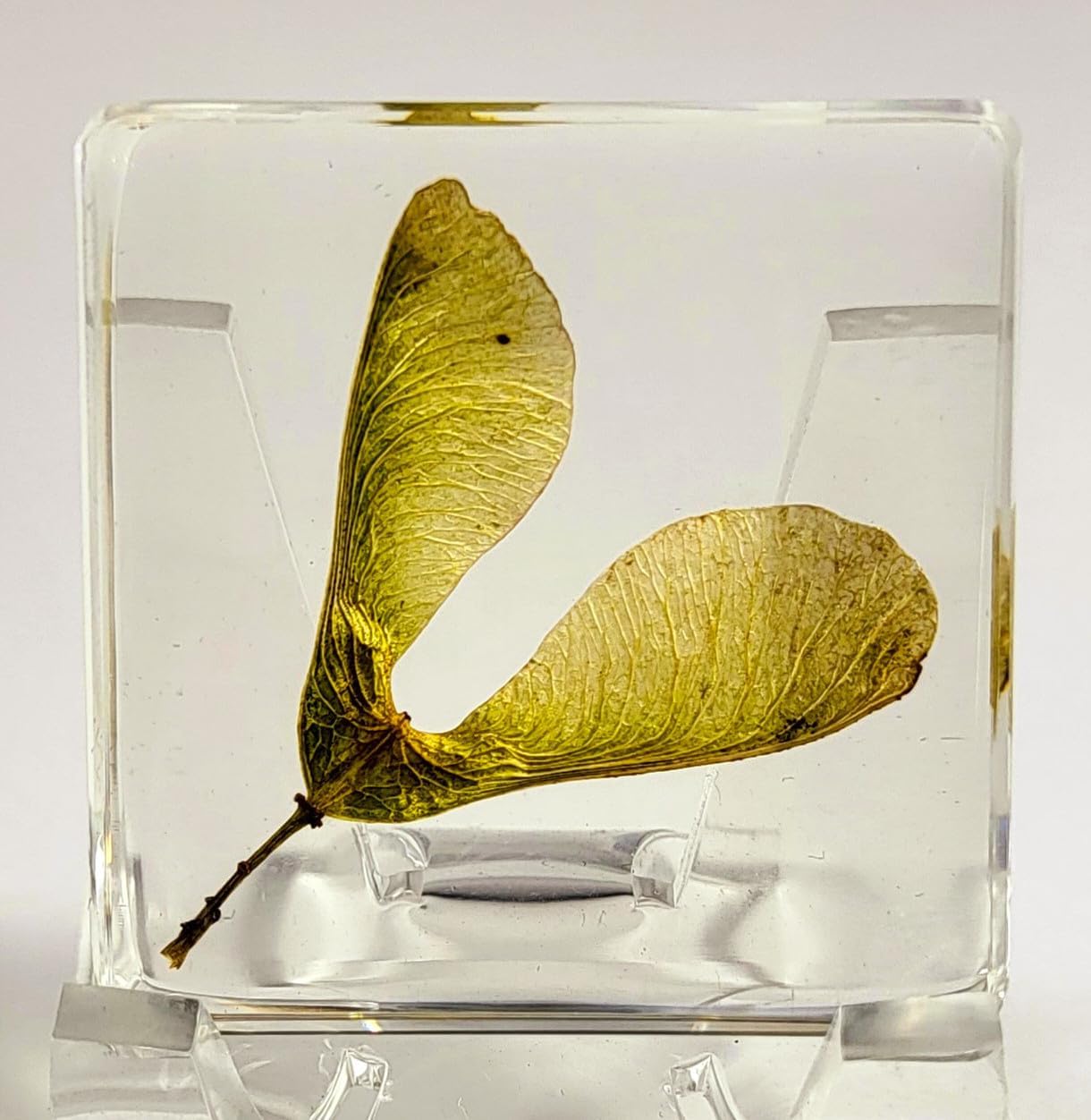 38mm Real Maple Seeds (Green) in Crystal Clear Lucite Resin Specimen Dried Pressed Botanist Herb Herbarium Crafts Collection for Botany Science Education & Desk Ornament Display Supplies