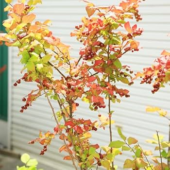 61I0kN-8k1L._AC_UF350,