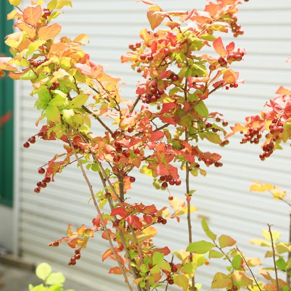 Amazon.co.jp: 最高の紅葉！希少庭木・植木：ナツハゼ（なつはぜ