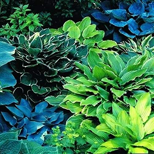 Piante In Vaso,Piante Perenni,Bulbi Hosta,Piante Rare,Profumate,Fiori Da Giardino-8 Bulbi