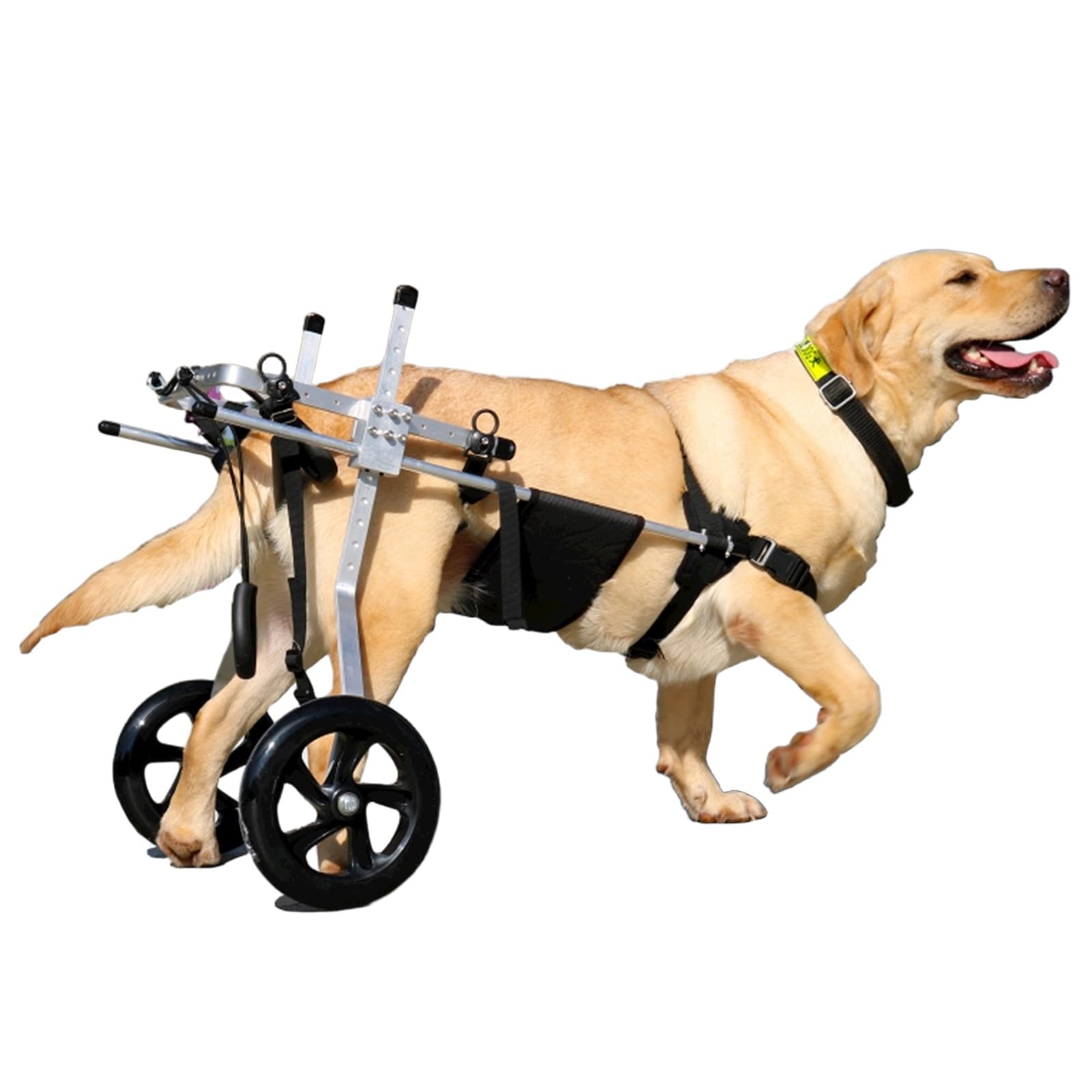 Fauteuil roulant pour grand chien handicapé à deux roues arrière