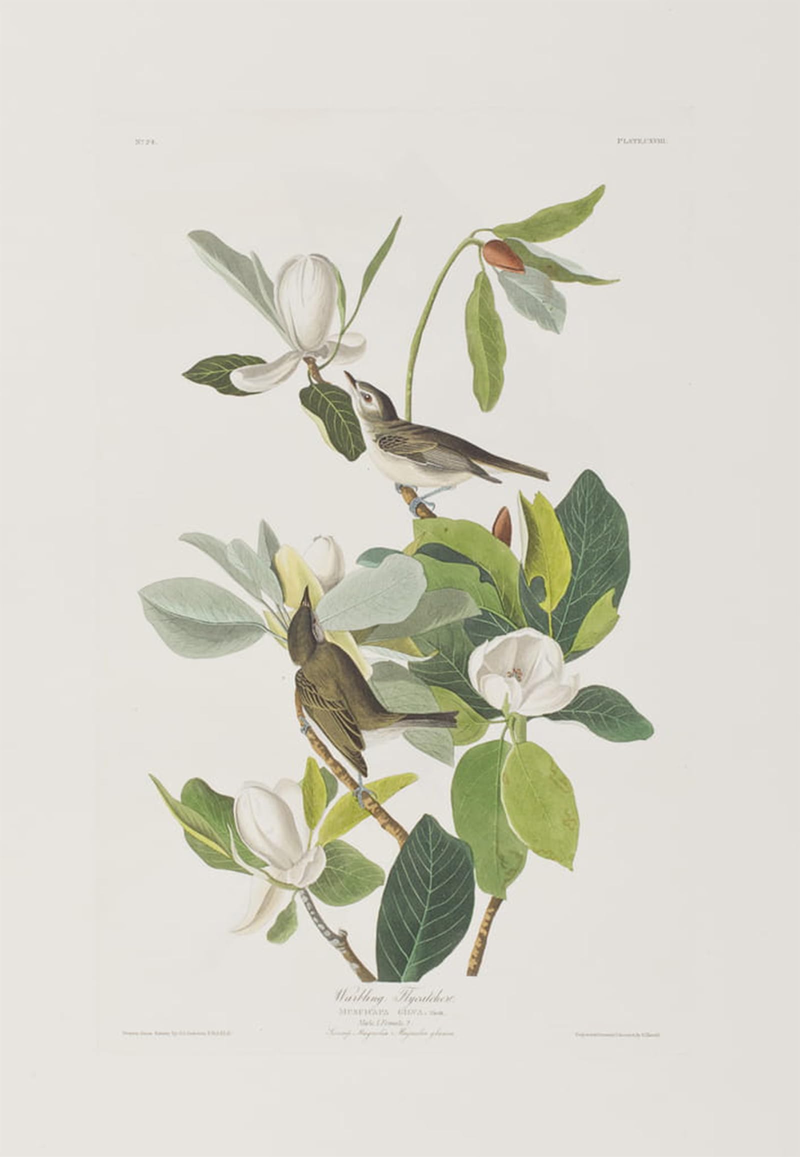 POSTERIIk Famous Animal Posters Vintage Picture Illustration From birds of America by John Jamess Audubon Modern Wall Decor for Home Decor 60x90cm
