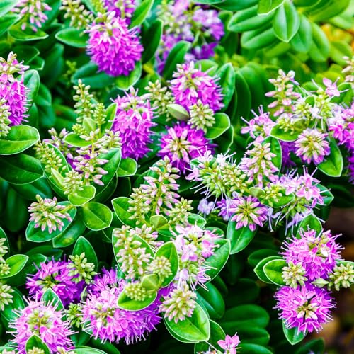 Hebe Nueva Zelanda Plantas de Jardín Exterior Listas Arbusto Perenne Resistente en Maceta