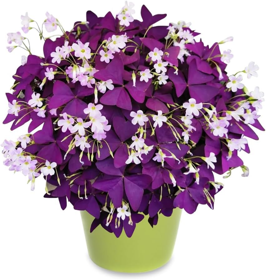 Purple Shamrock Bulbs 12 Pcs Good Luck Purple Oxalis Bulbs for Planting Indoor and Outdoor Oxalis Triangularis Shamrock Plants for Fall Planting