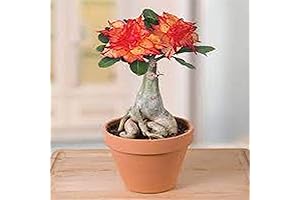 QAUZUY GARDEN: 8 Red and Orange Desert Rose Seeds For Tropical Flowery...