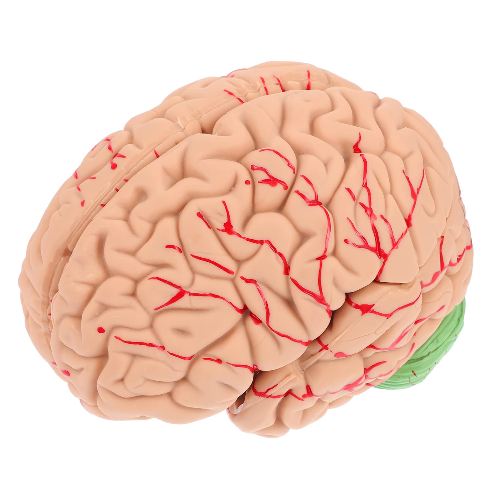 MAGICLULU Modelo Cerebral Anatómico Para Enseñanza Soporte Para Modelo De Cerebro Humano Diseño Para Uso Médico y Exhibición Aulas