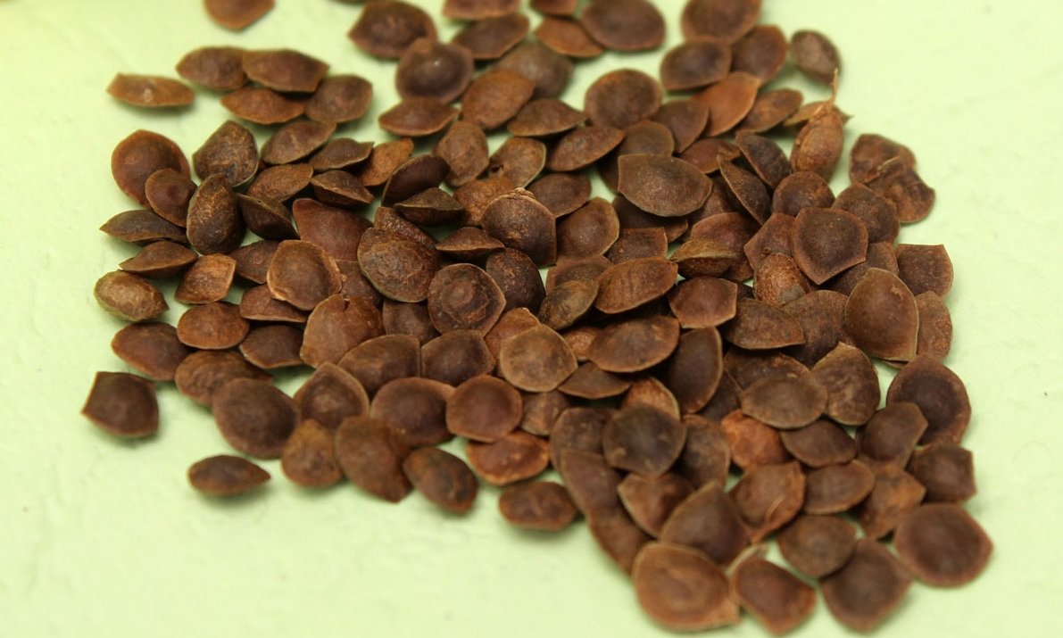 NEERAJ- Lajwanti Seeds - Chui Mui Seed - Mimosa Pudica - Humble Plant - Lajjalu - Lajwanti Beej - 100 Gm (B01N1VMPLK) Amazon Price History, Amazon Price Tracker
