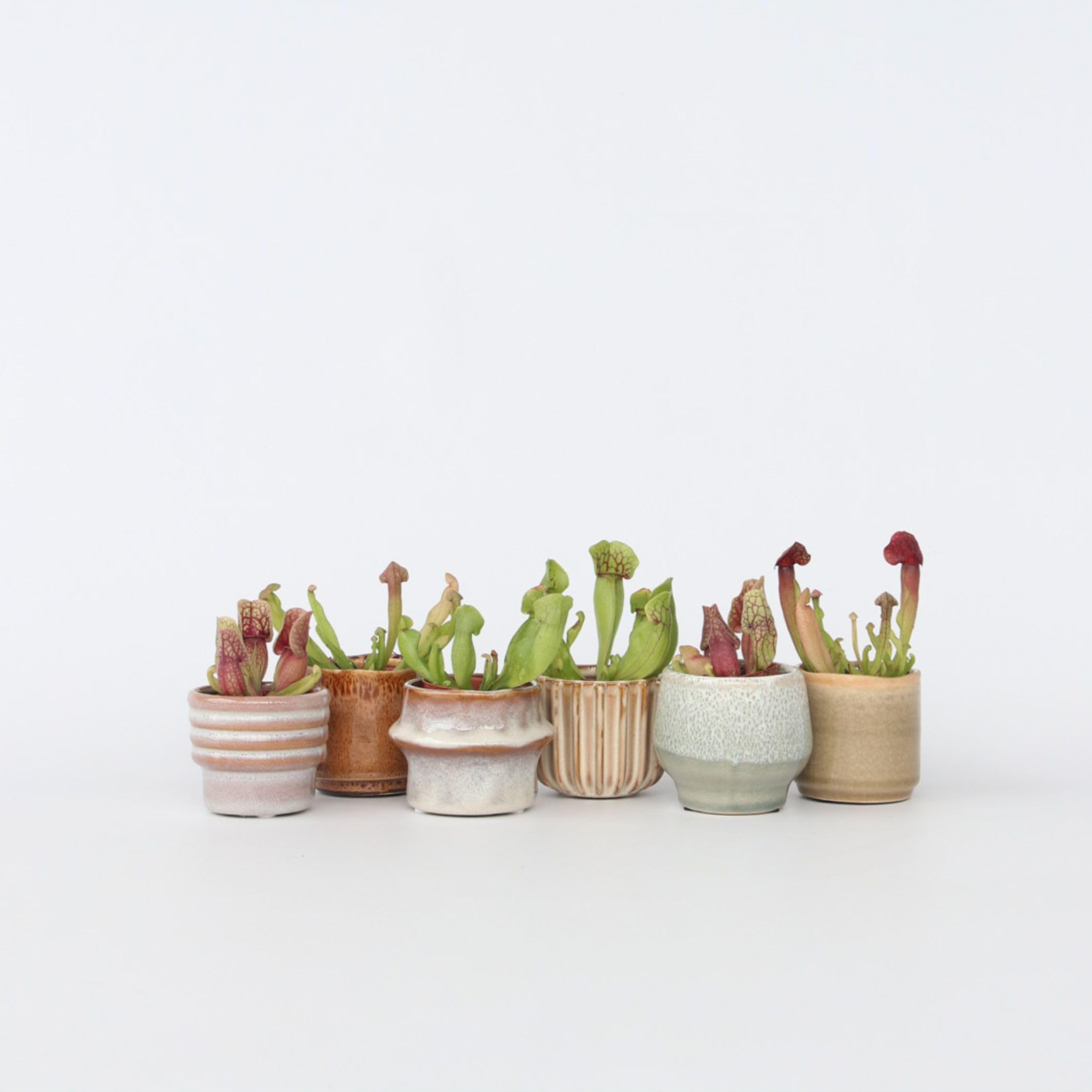 Plant in a Box - Sarracenia purpurea - Lot de 6 - Sarracénie pourpre - Plante carnivore - Pot 5,5cm - Hauteur 10cm