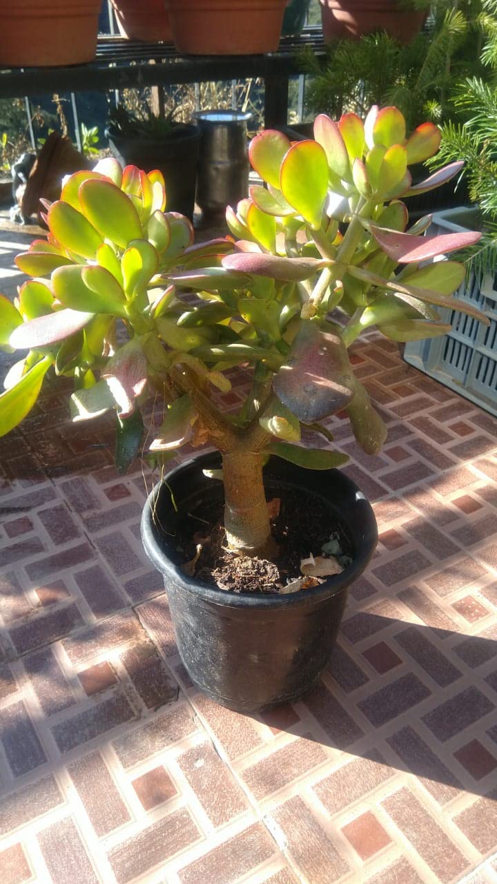 Oxygrow Bazar Live Mature Jade Tree/Crassula Ovata Plant/Goodluck Bonsai Tree/Dwarf Jade Tree/Indoor/Bonsai Succulent House Plant (B09Q65GL7K) Amazon Price History, Amazon Price Tracker