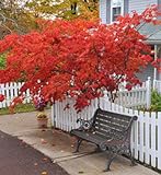 La imagen de Bonsái de arce rojo japonés Semi T2, atractivo Alberi Purificatore d\'aria da Giardino, paquete de 20