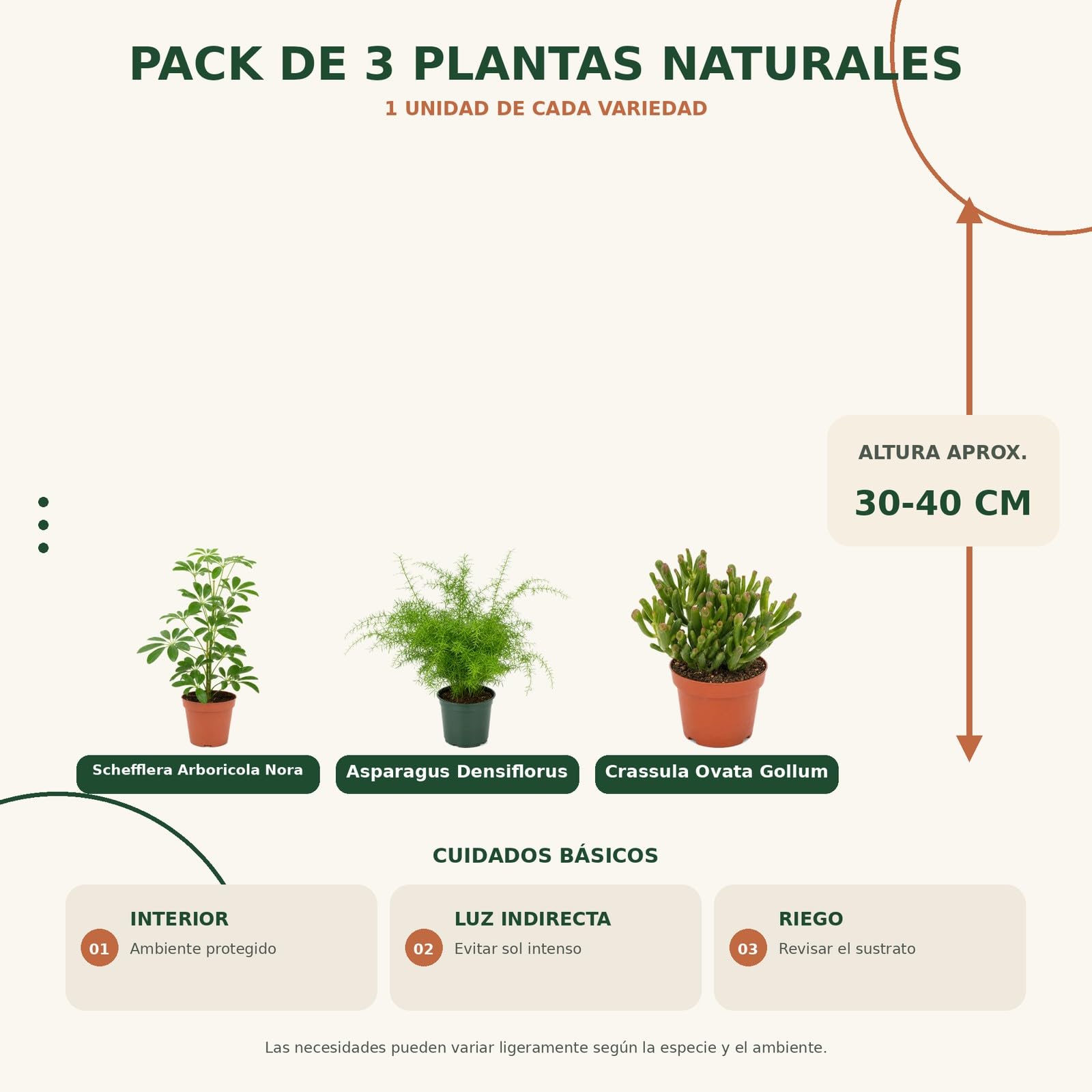 DECOALIVE Pack 3 Plantas: Cheflera Verde, Helecho Espárrago y Jade Gollum