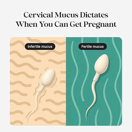 Miniatura 3 de kegg Fertility Tracker + Free Fertility App Gold Discover Your Most Fertile Days No Recurring costs Predicts Fertile Window Helps Exercise