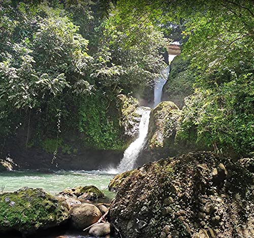 Costa Rica Green Unroasted Coffee Beans 2 Pounds #TOP2