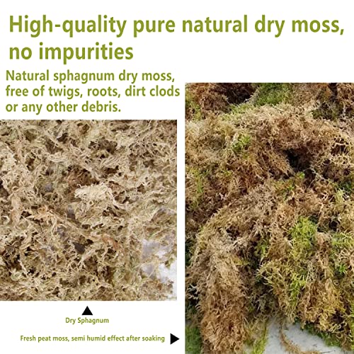New Zealand Premium 3 Qt Sphagnum Moss - Enhances Growth For Orchids, Succulents, Garden Flowers, And Reptiles - Maintains Optimal Humidity Levels #TOP5