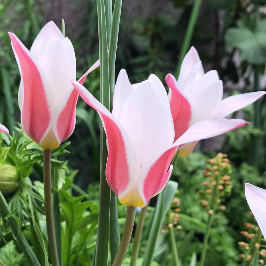 Amazon.co.jp: 3球□球根 原種チューリップ 原種チューリップ
