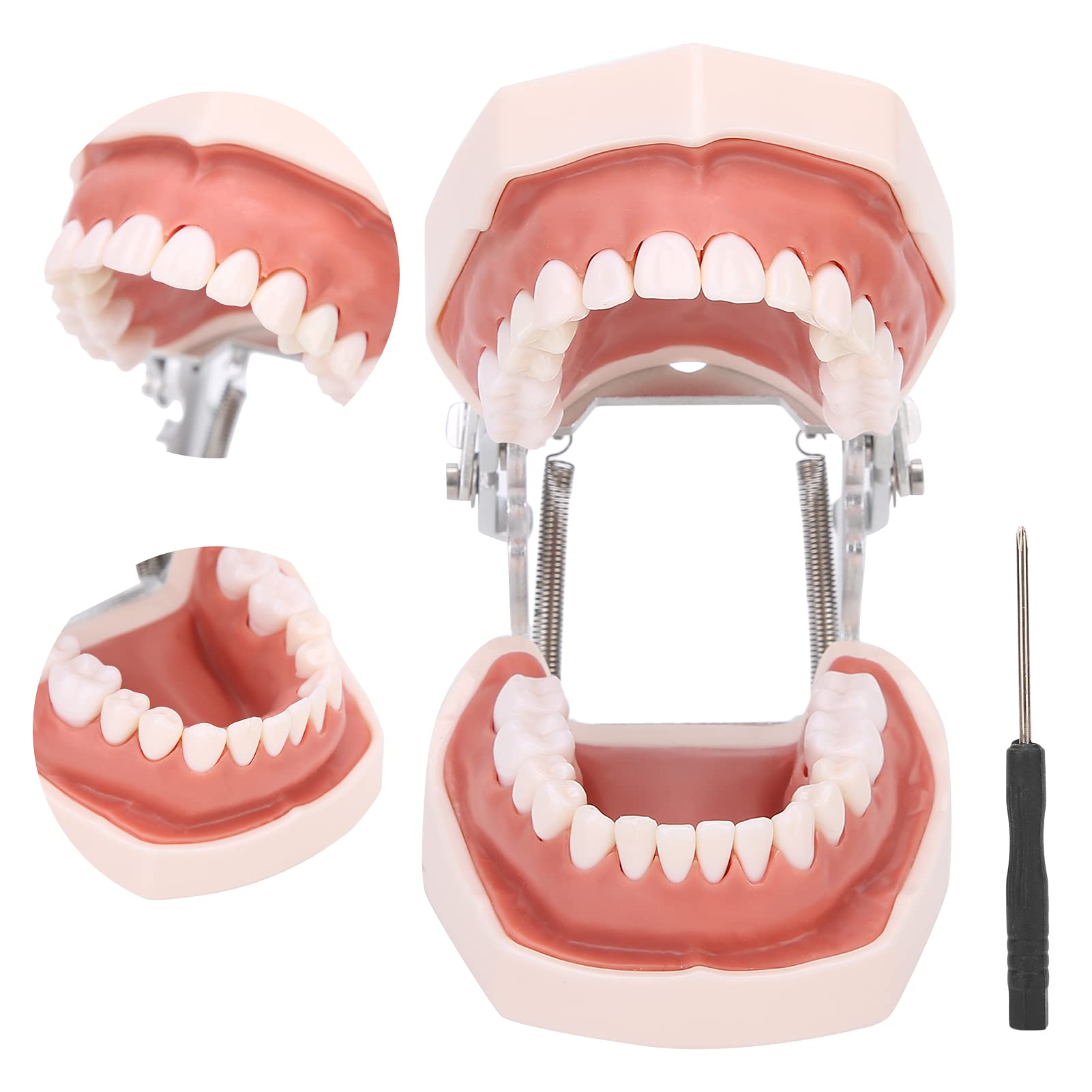 Denti staccabili Modello di Denti Modello di insegnamento Modello di dimostrazione standard Strumento di simulazione Denti Dentali Modello per la pratica di insegnamento con cacciavite, Modello di d