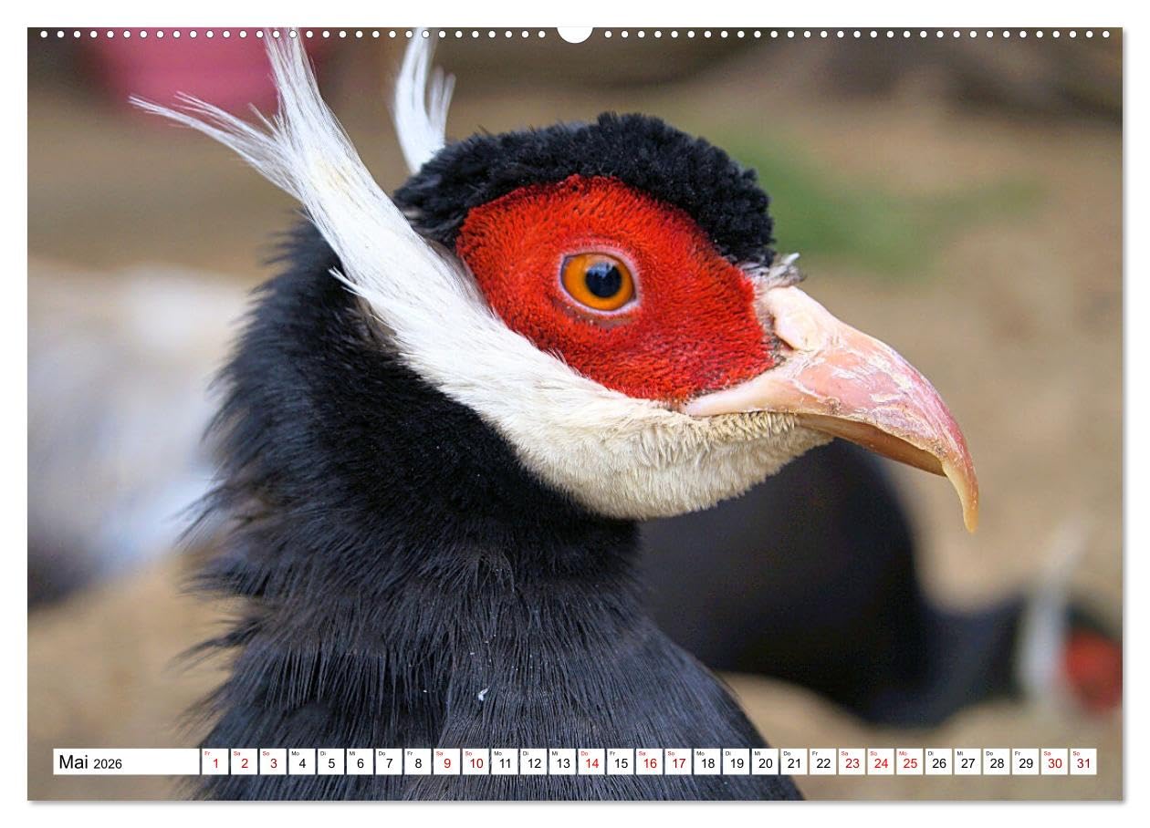 Schräge Vögel in Szene gesetzt (hochwertiger Premium Wandkalender 2026 DIN A2 quer), Kunstdruck in Hochglanz: Faszinierende Bilder skurriler und ... rund um den Globus (CALVENDO Tiere)
