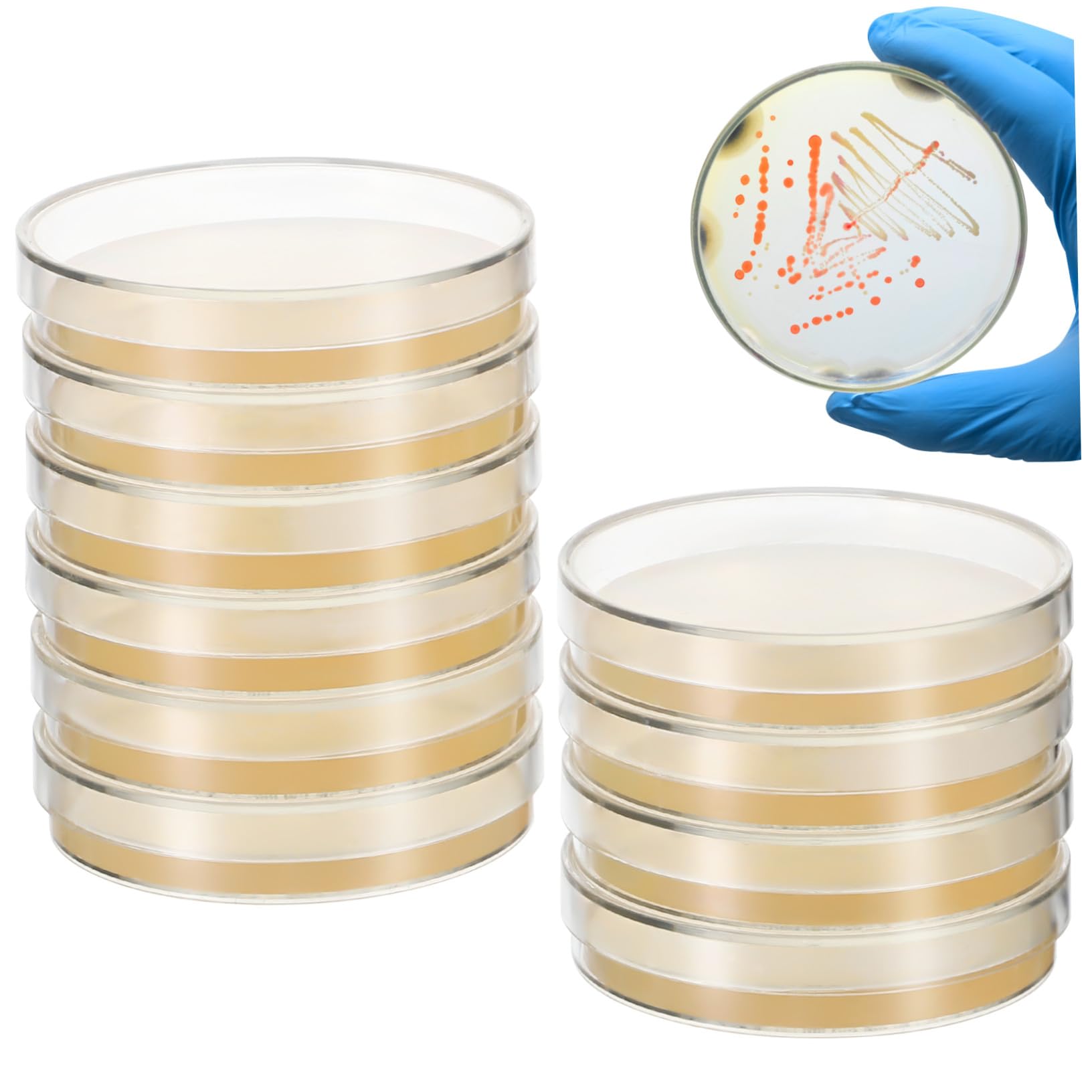 Agar Prevertido Material de Agar Nutritivo 20 Placas de Petri 7cm para Cultivo Microbiológico Ideales para Experimentos en Laboratorio y Escuela