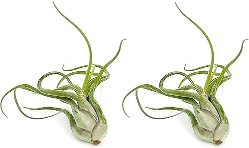 Miniatura 8 de Plantas de aire - Floración Tillandsia Bulbosa Guatemala, grande 3-5" - 1ct - Llegada viva garantizada - Plantas de interior para decoración del