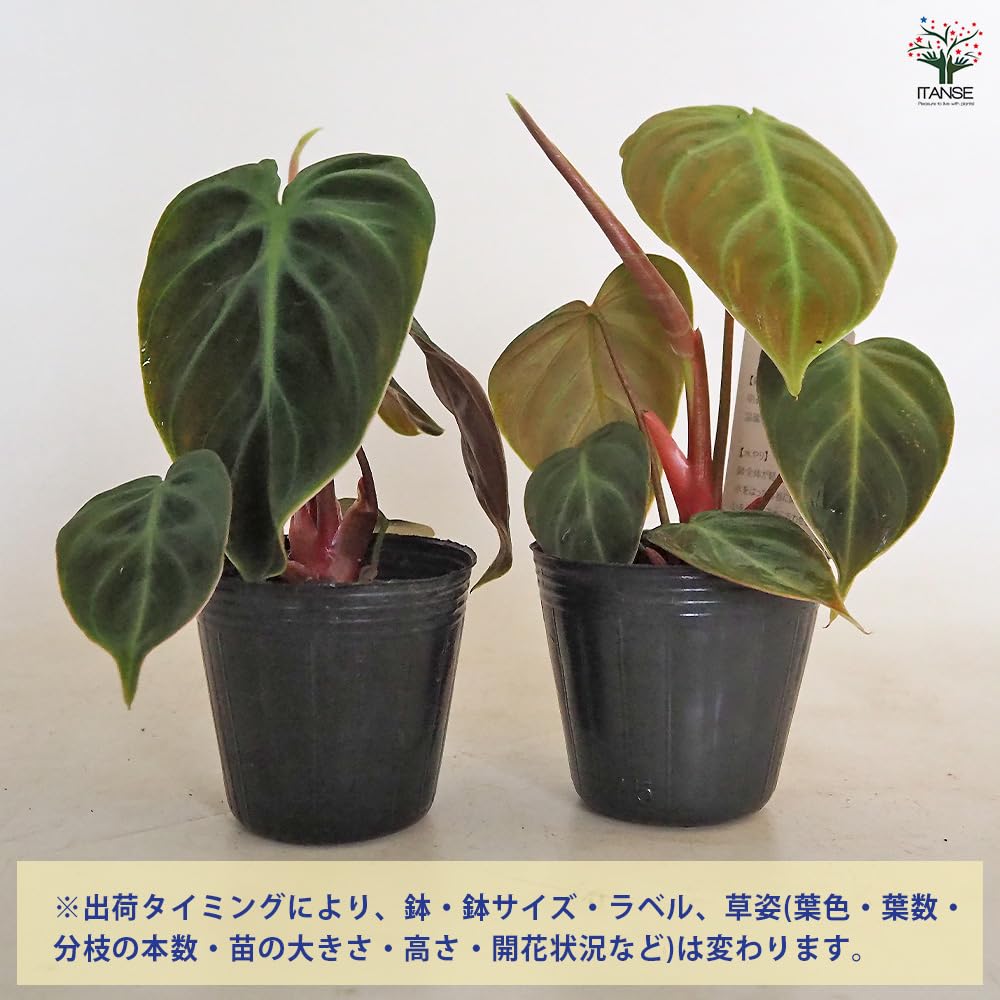 Amazon｜フィロデンドロン エルチョコレッド 2.5号 1個売り 観葉植物