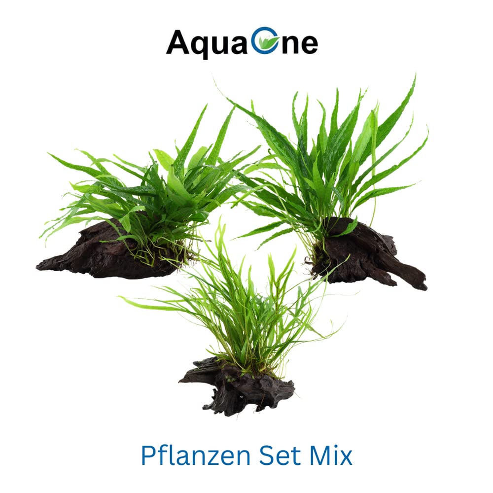 AquaOne Plantas de acuario I 3 x plantas acuáticas I Planta de acuario en la raíz I Microsorum pteropus Jafarn Narrow Trident I Set Mix con 3 plantas de base medianas