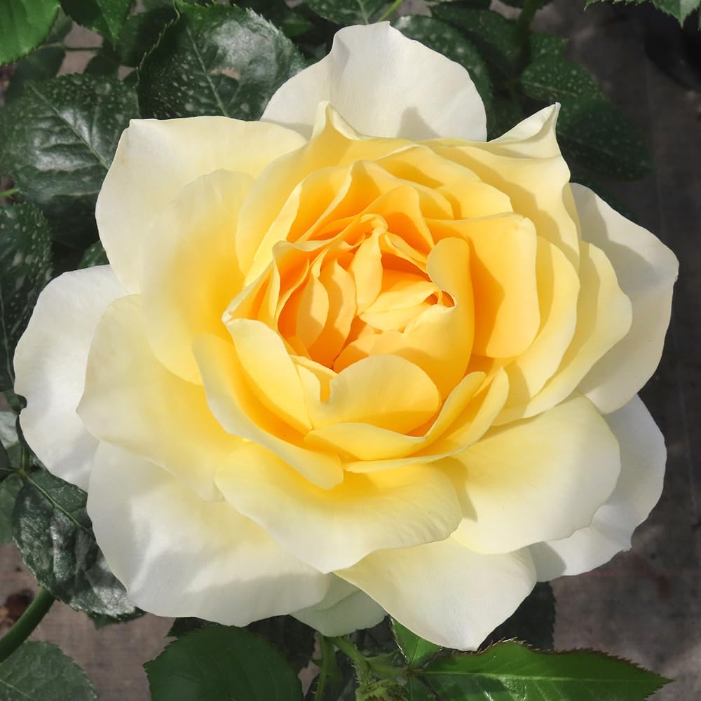 YouGarden Harkness Roses Julie's Rose 4L Pot