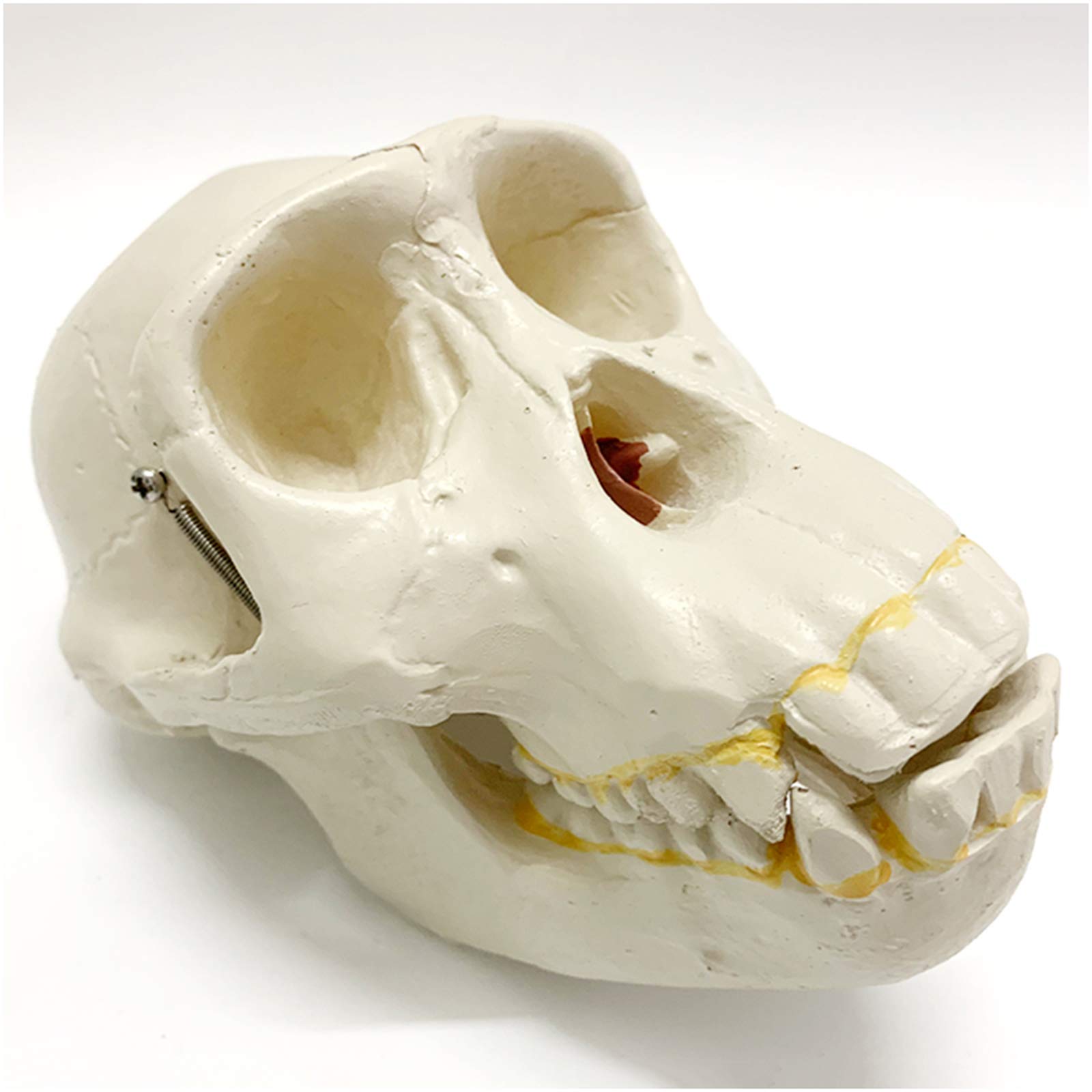 1:1 Replika Modelu Głowy Ludzkiej Czaszki - Model Czaszki Ludzkiej Szympansa - Materiał Pvc Model Szkieletu Ludzkiej Czaszki - Do Kolekcji Dekoracji Domu, Nauki,