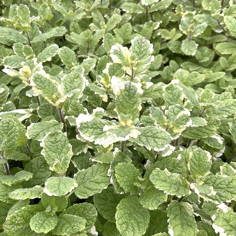 Spearmint Plants Live Indoors Outdoors, Mint Plant Seeds, Herb Plants Live in Pot, Fresh Herb Mint Plant, Fresh Mint Plant, Potted Mint