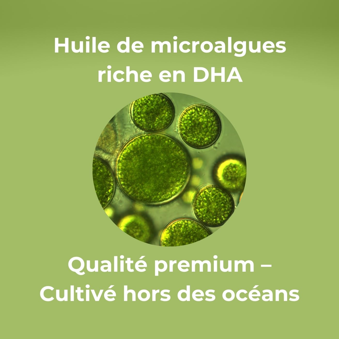OPTIM DHAlg Oméga 3 DHA Vegan 250 mg, 60 gélules | Huile de microalgues Schizochytrium, Sans poisson, Vegan Society, Cerveau & Vision