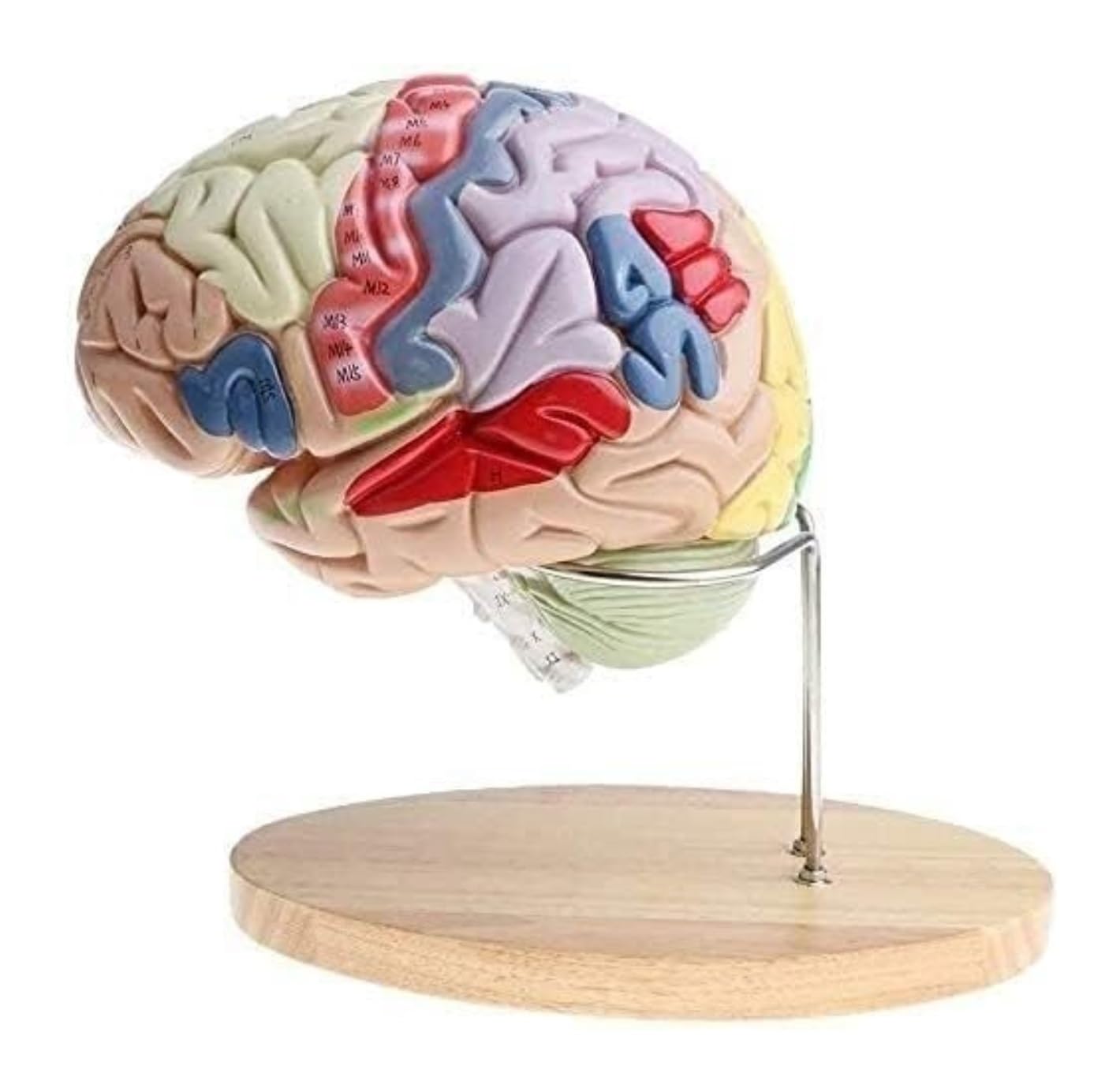 Anatomía De La Educación Modelo De Anatomía del Cerebro Humano Extraíble, Aumento 2X, 4 Partes, Anatómico Muñeca de Anatomía
