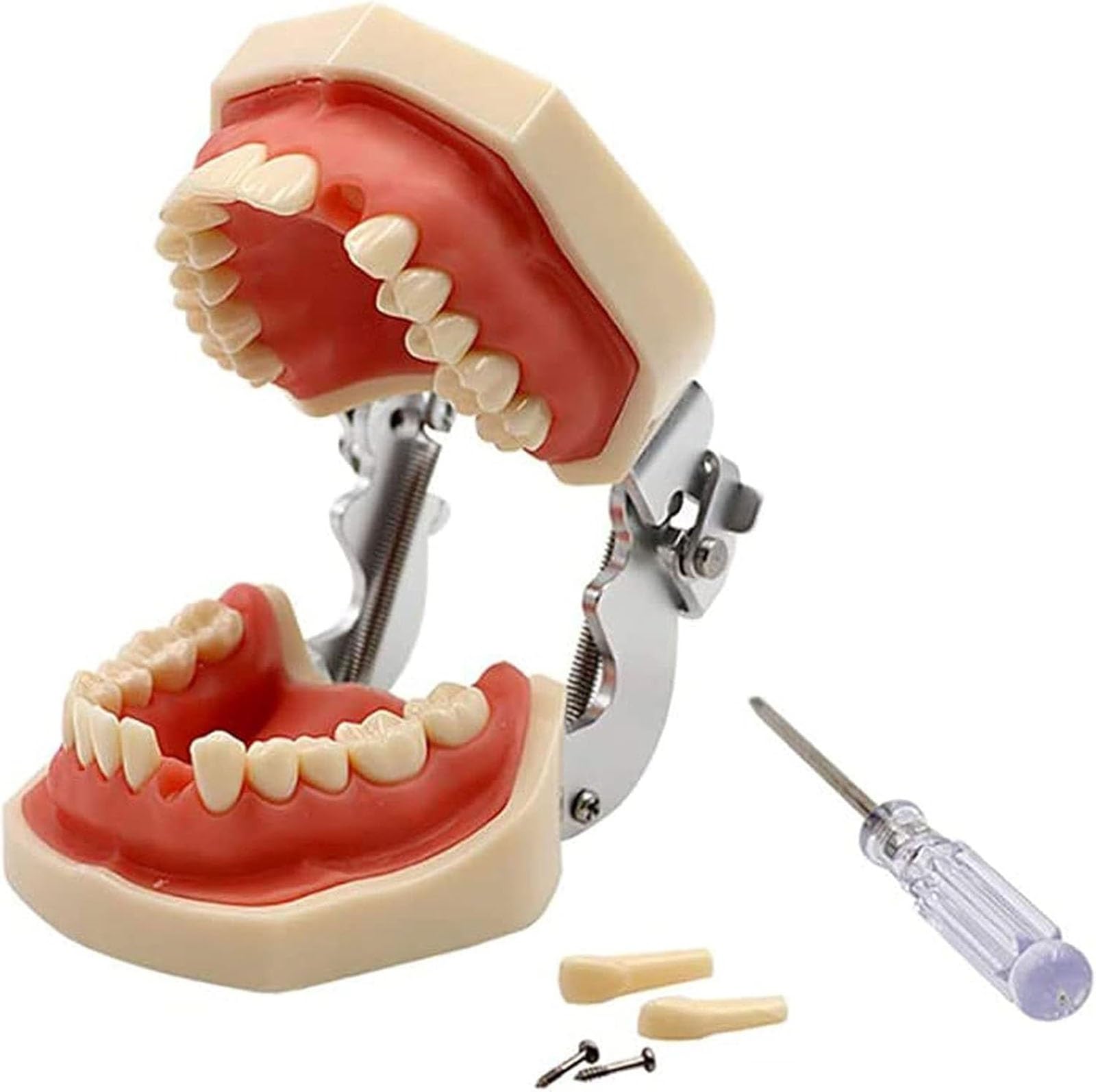 Modelli di corone dentali, modello dimostrativo di denti con impianti dentali, stampo dentale standard per bambini, materiale didattico per lo studio, modello dentale per l'assistenza sanitaria.