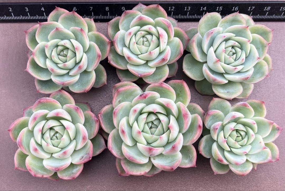 Amazon.co.jp: 多肉植物 ピンククリスタルローズ カット苗 : DIY・工具