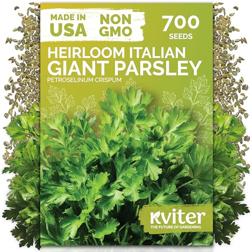 KVITER 700 Italian Giant Parsley Seeds (Petroselinum Crispum) - Italian Flat Leaf Parsley High Yield Non GMO Seed Packets - Heirloom Herb Seeds Culinary Herb for Indoor & Outdoor Garden