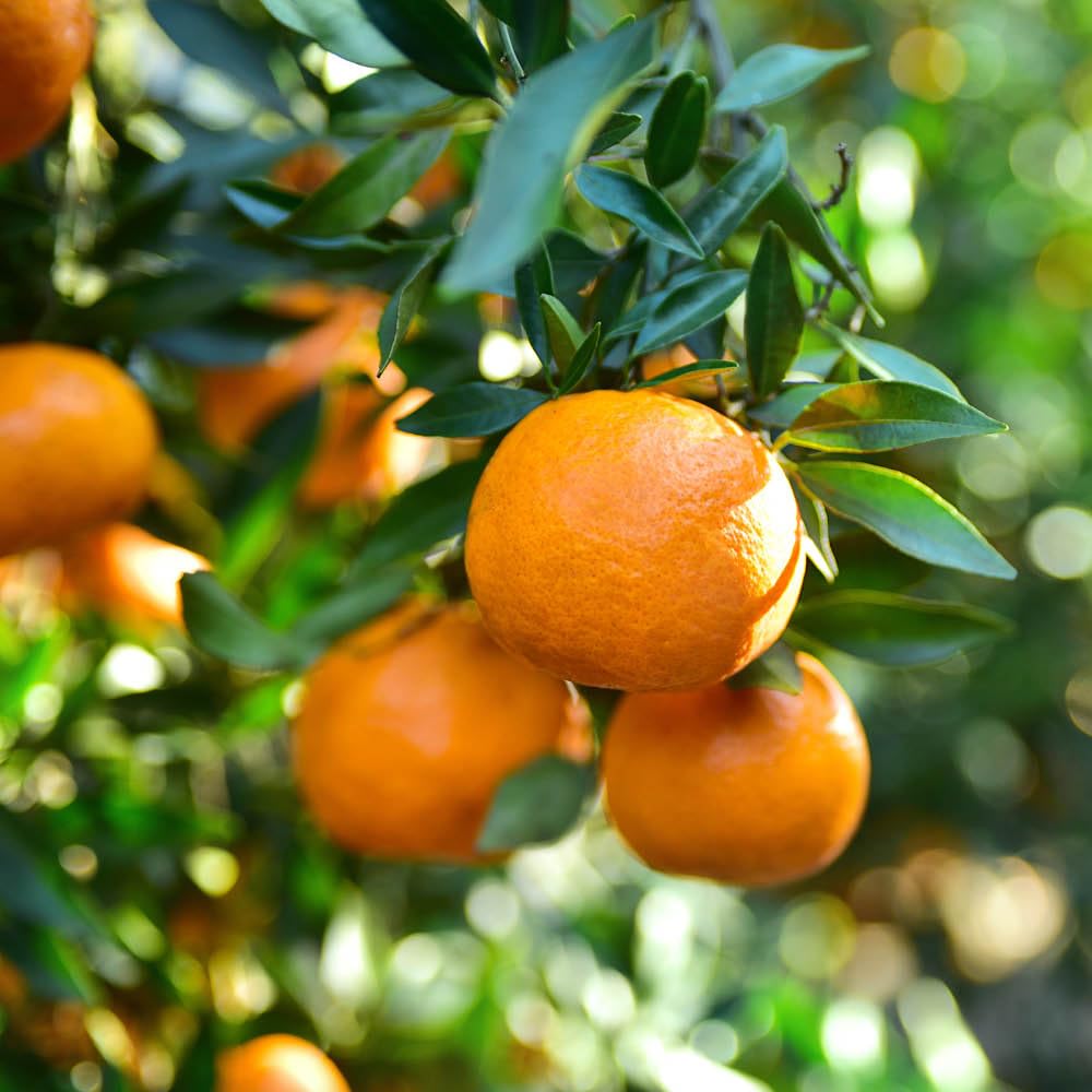 YouGarden Citrus Satsuma Tree - 70-90cm Tall, Fragrant Blossoms, Zesty Fruit, 4 Litre Pot, Ideal for Patios