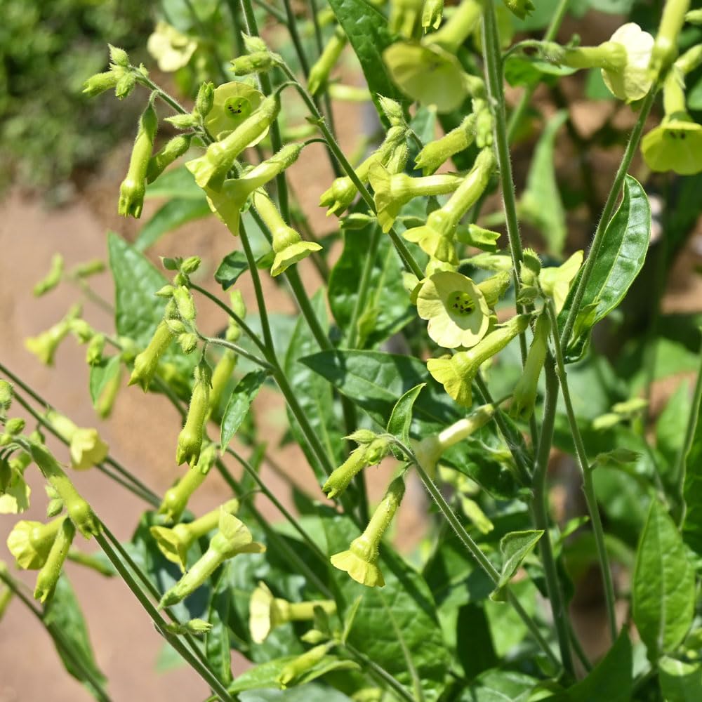 Nicotiana Langsdorffii Seeds – RHS Award of Garden Merit – Tall Plants with Nodding Flowers – RHS Plants for Pollinators – Half Hardy Perennial – for Your Beautiful Garden