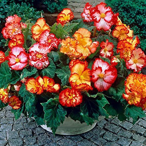 Begonia 'Marginata Mix' x 10 Tubers